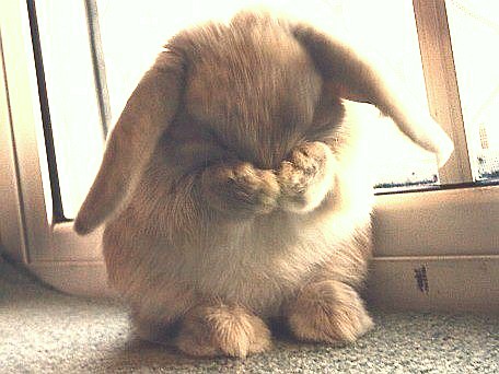 embarrassed-bunny.jpg